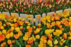 USA, Washington State. Skagit Valley, tulips blooming in garden Art Print